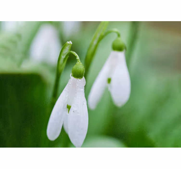 Fototapet blomster vintergæk floral elegance - TenStickers