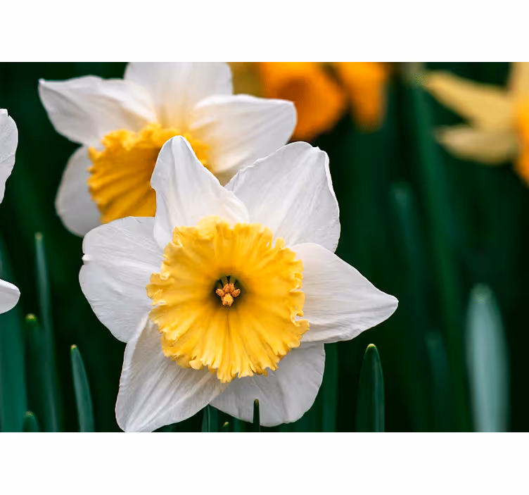 Valmue fototapet med blomstrende elegance - TenStickers