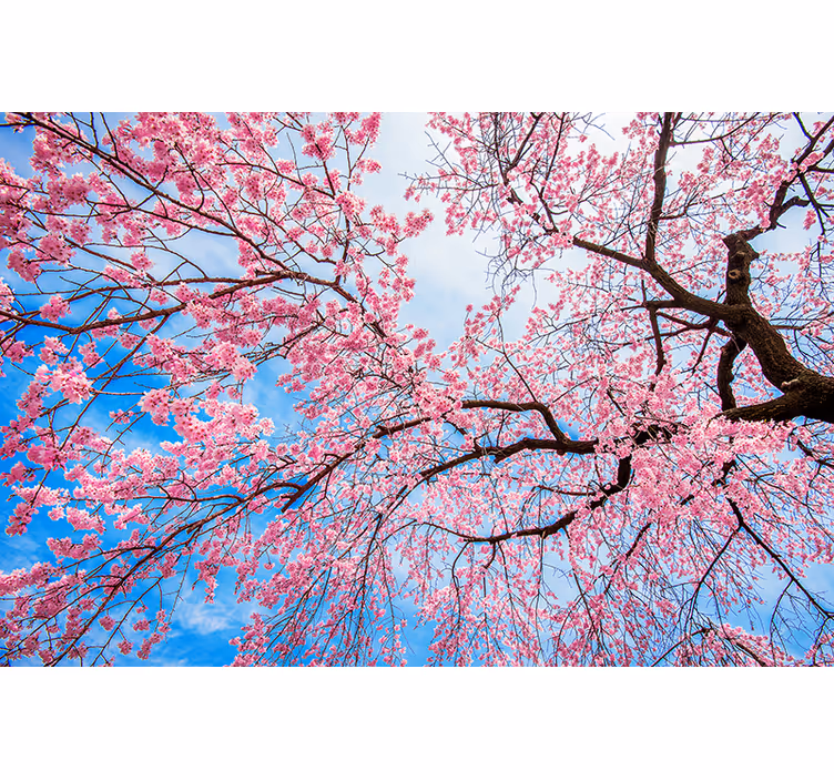 Blomstrende kirsebærtræ natur fototapet - TenStickers
