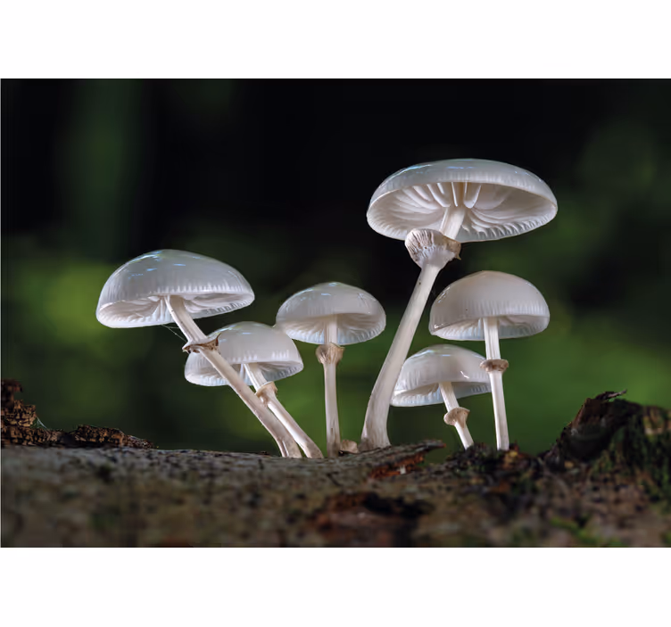 Natur fototapet svampekluster vækst - TenStickers