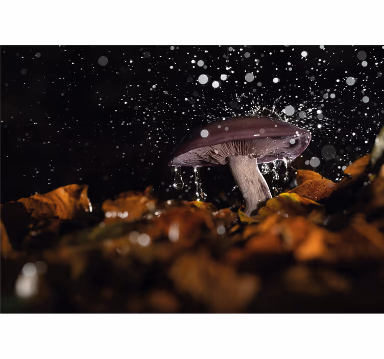 Natur fototapet svampe vandplasker - TenStickers