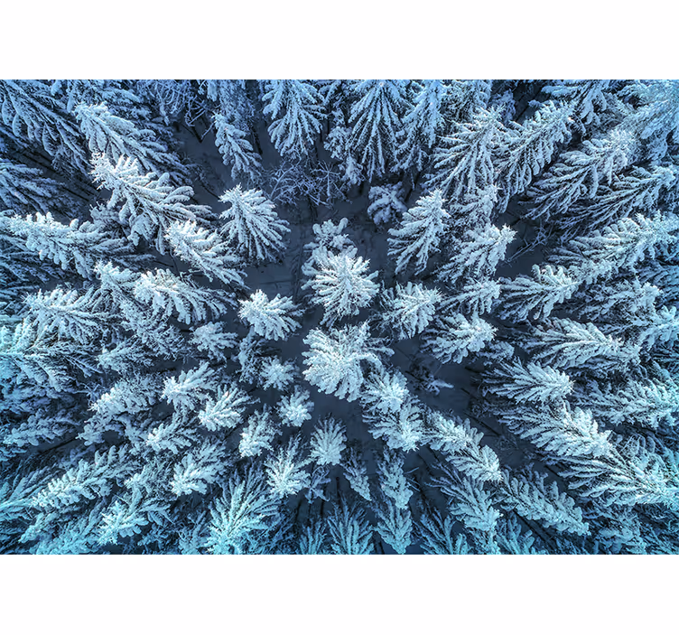 Natur fototapet frosne fyrretræer - TenStickers