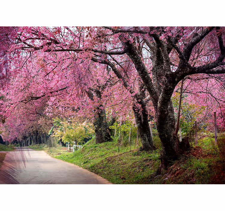Pink japansk kirsebærtræ fototapet - TenStickers