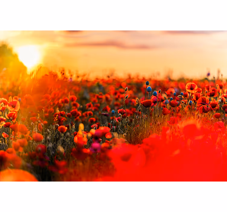 Forårsmark i solnedgang valmue fototapet - TenStickers
