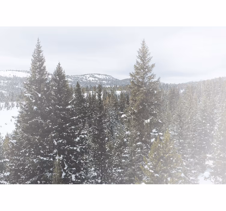 Natur fototapet sneklædt granlandskab - TenStickers
