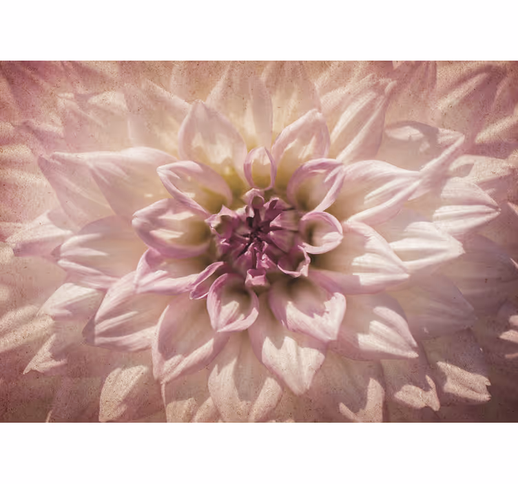 Sart lyserød blomst solsikke fototapet - TenStickers