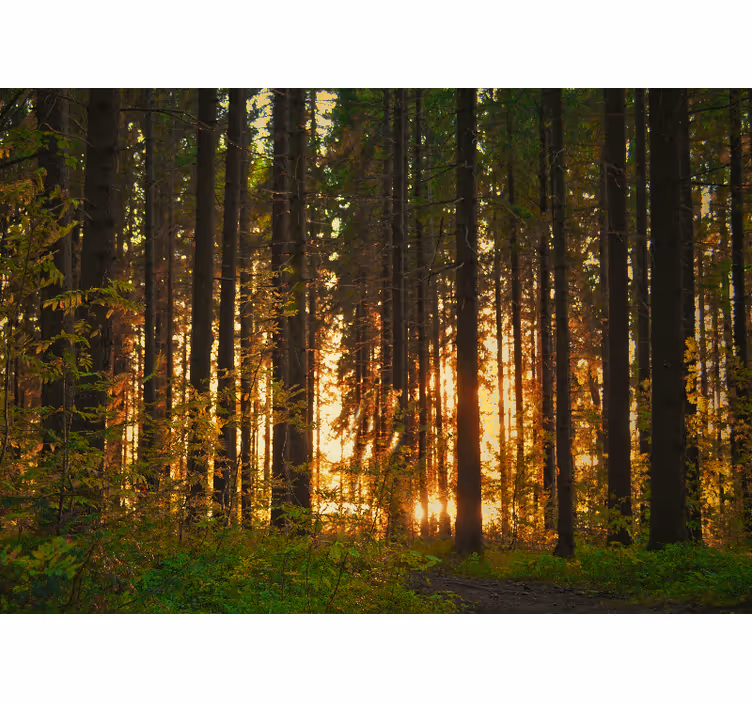 Fototapet skov solnedgangstræ silhuetter - TenStickers