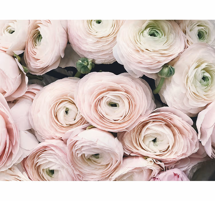 Fototapet blomster sarte ranunkler - TenStickers