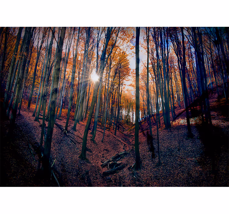 Fototapet skov solbeskinnet efterårsforest - TenStickers