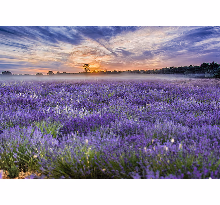 Lavendelmark farver natur fototapet - TenStickers