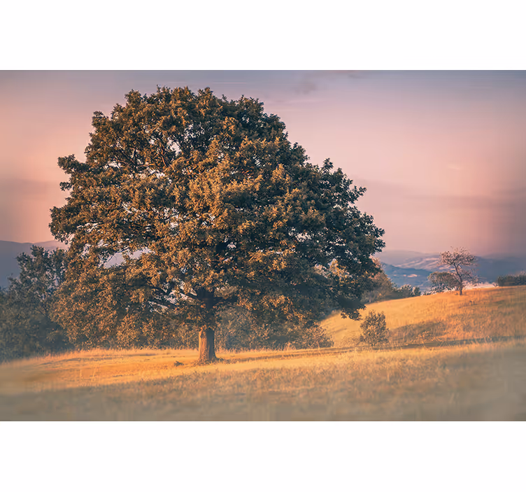 Natur fototapet stort egetræ - TenStickers