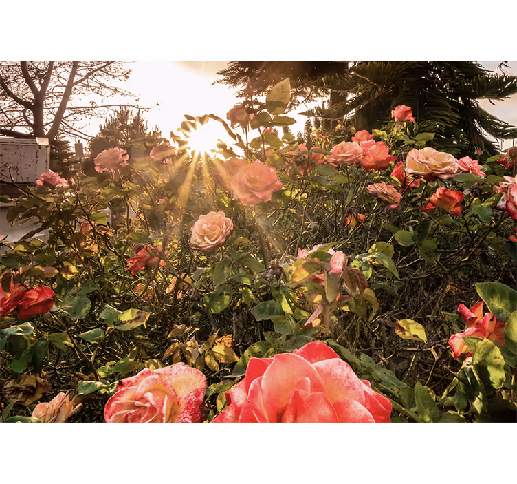 Fototapet blomster solbeskinnet rosenhave - TenStickers