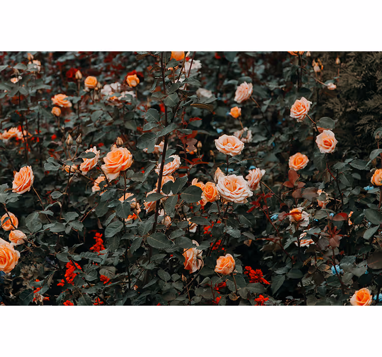 Solsikke fototapet roser i blomst - TenStickers
