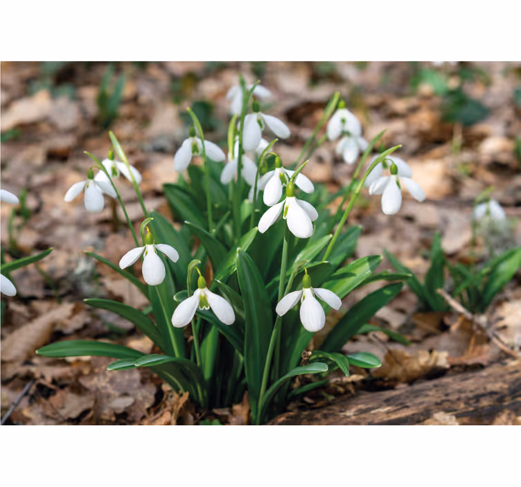 Vintergækker skovlandskab blomst fototapet - TenStickers