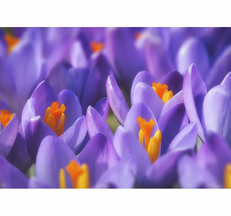 Solsikke fototapet lilla krokusblomster - TenStickers