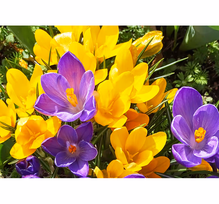 Fototapet blomster farverige krokusblomster - TenStickers