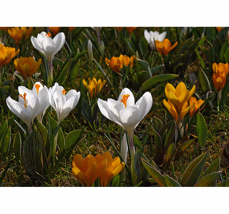 Fototapet blomster krokusblomster i blomst - TenStickers