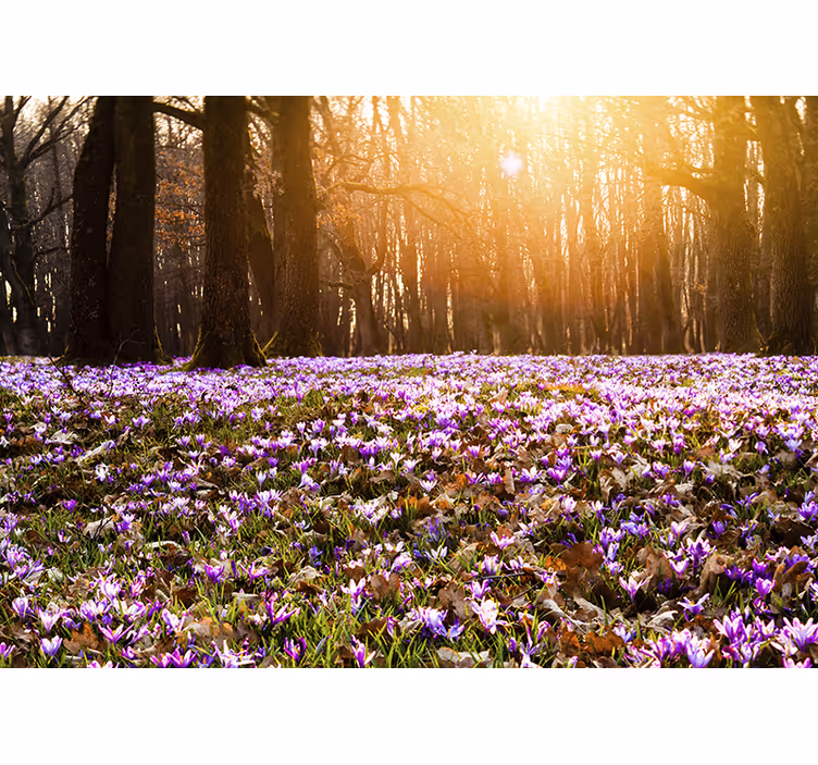 Smukt lilla krokus landskab fototapet - TenStickers