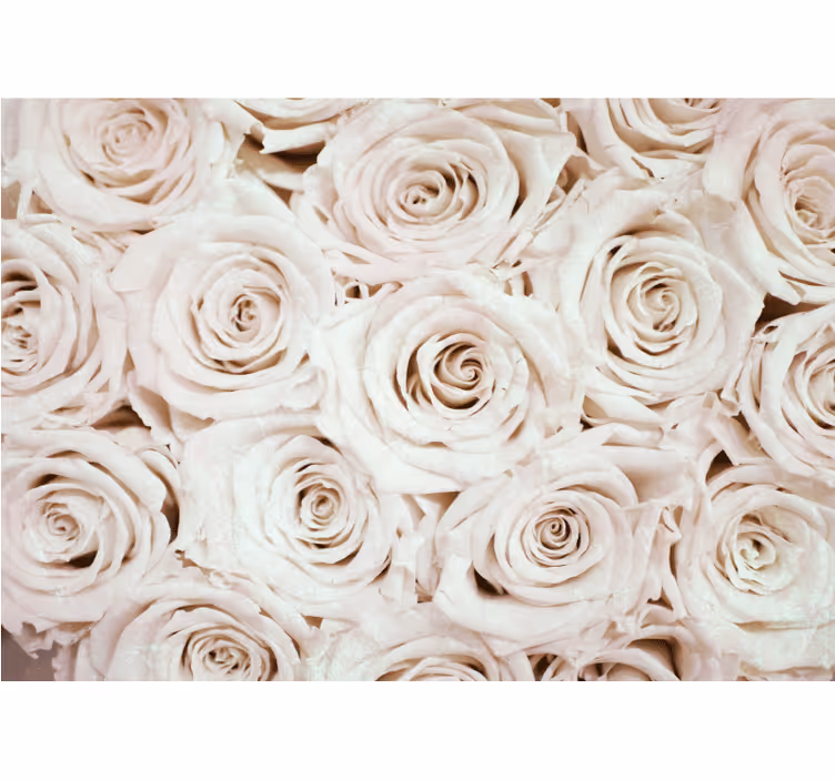Fototapet blomster bløde roser arrangement - TenStickers