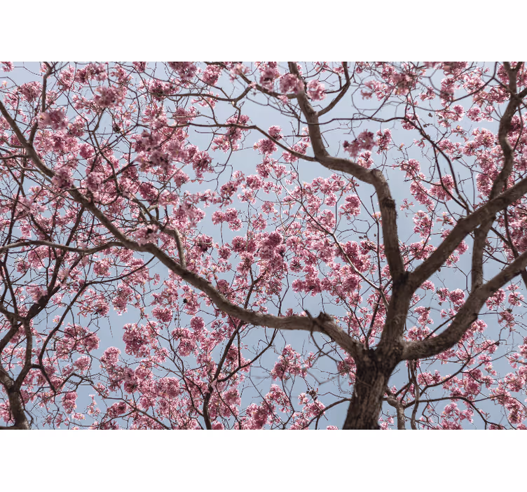 Fototapet blomster kirsebærblomst stilk - TenStickers