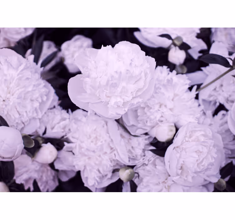 Fototapet blomster lavendel pæon blomster - TenStickers