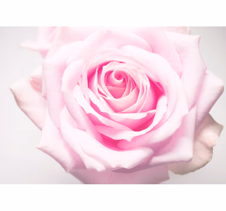 Valmue fototapet i blød lyserød rose - TenStickers