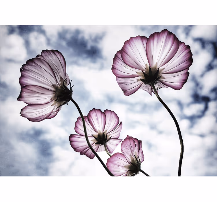 Elegant lilla kosmos blomst fototapet - TenStickers
