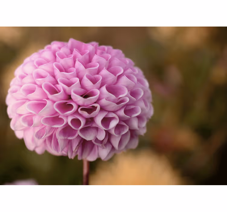 Fototapet blomster pink floral kule - TenStickers
