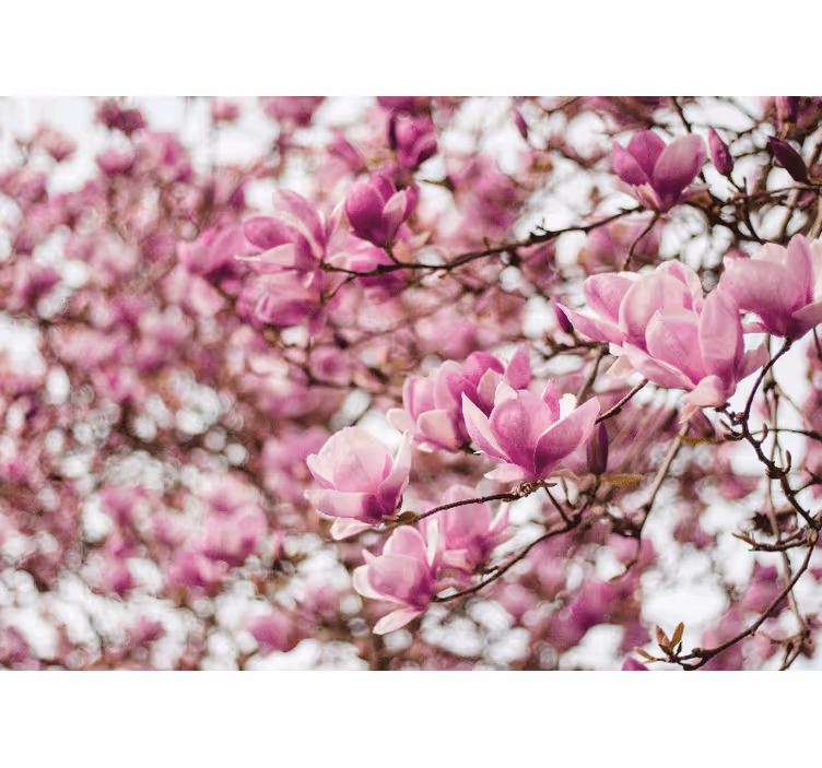 Magnolia fototapet med magnolia blomsterudstilling - TenStickers