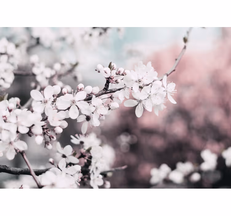 Fototapet blomster sakura blomstergren - TenStickers