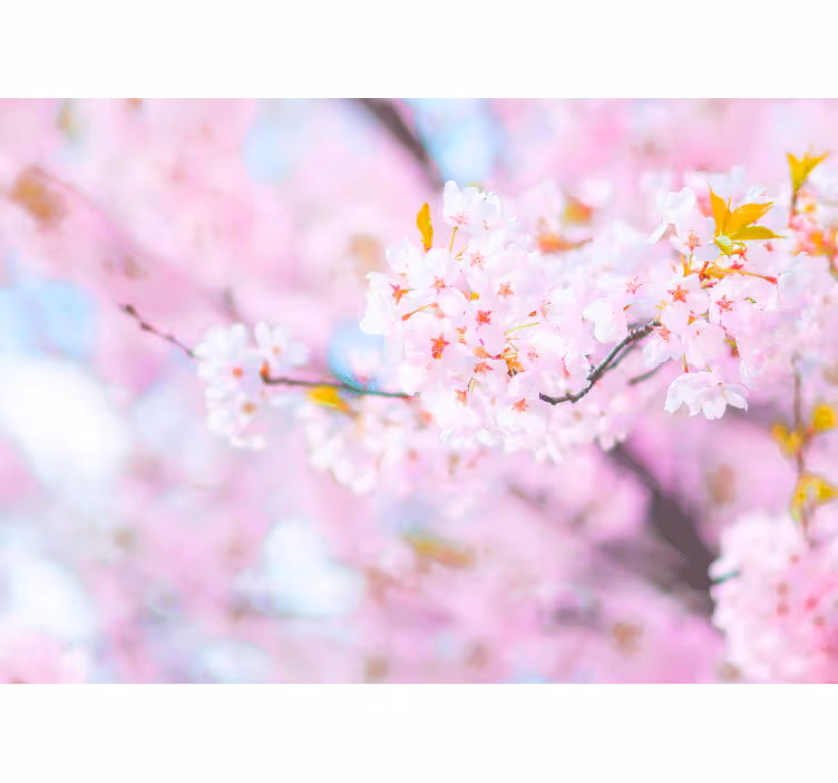 Fototapet blomster kirsebærblomsters pragt - TenStickers