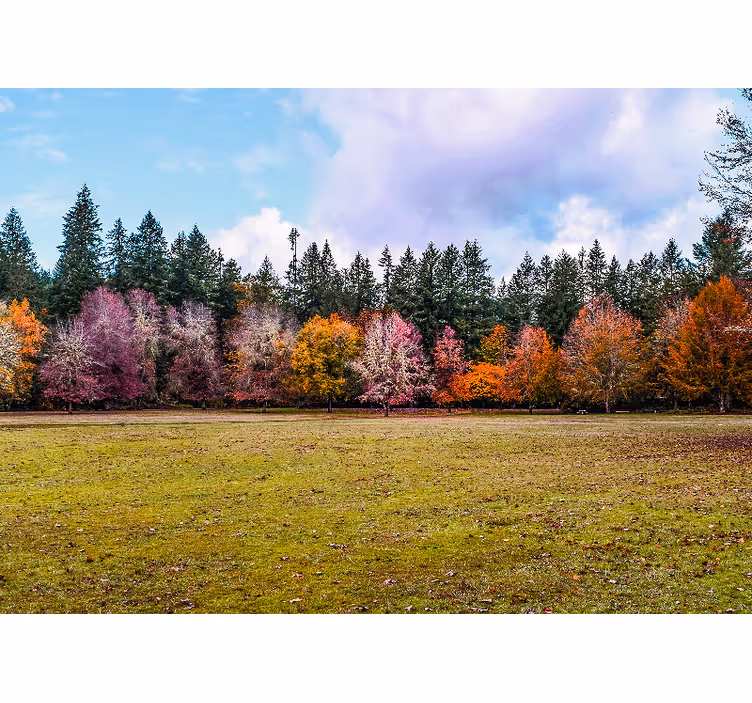 Natur udendørs park ægteskab fototapeter - TenStickers
