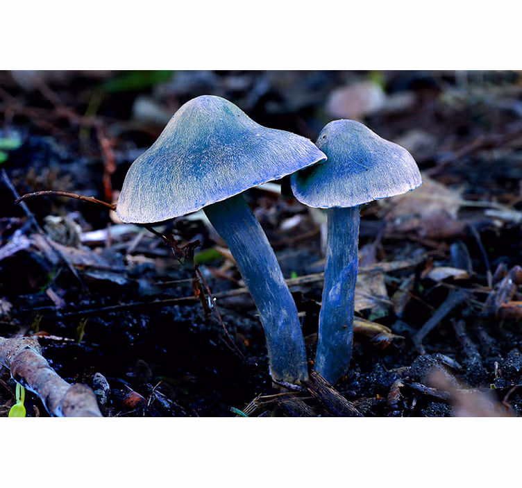 Tapet natur unikke svampeformer - TenStickers