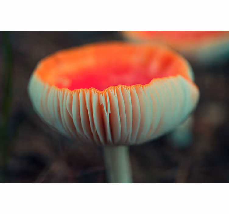 Røde svampe gæller natur fototapet - TenStickers