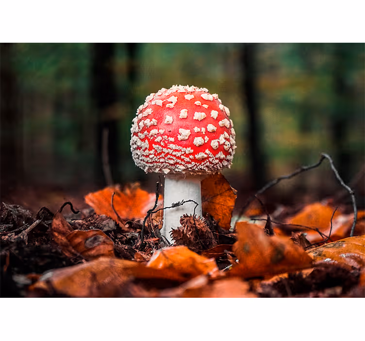 Natur fototapet rød tudsehat - TenStickers