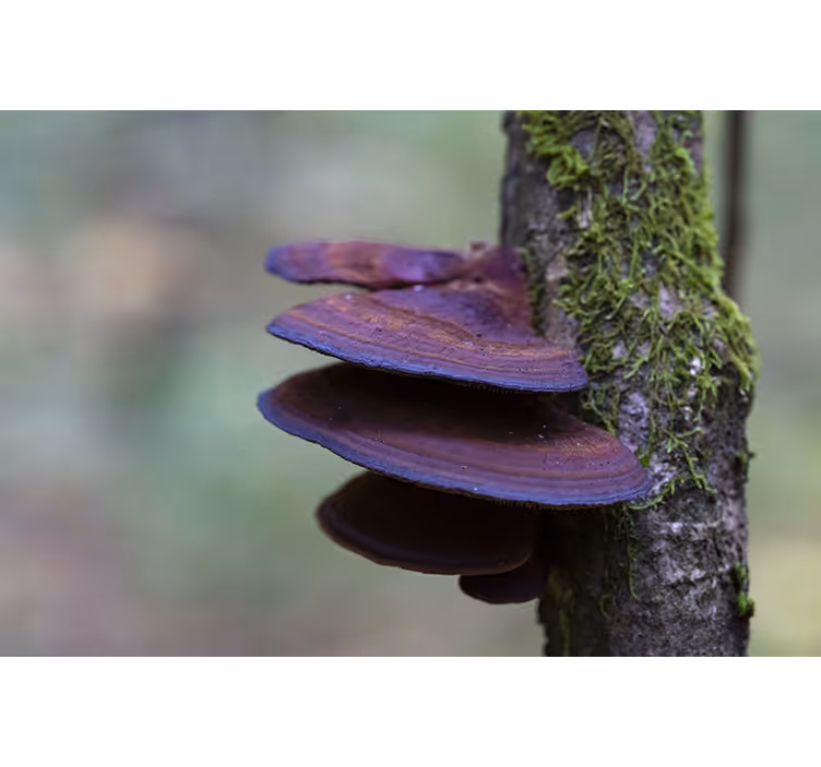 Natur fototapet svampevækst detalje - TenStickers