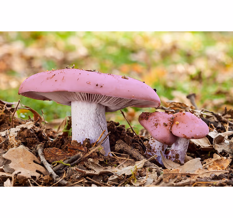 Solsikke fototapet pink svampeklaser - TenStickers