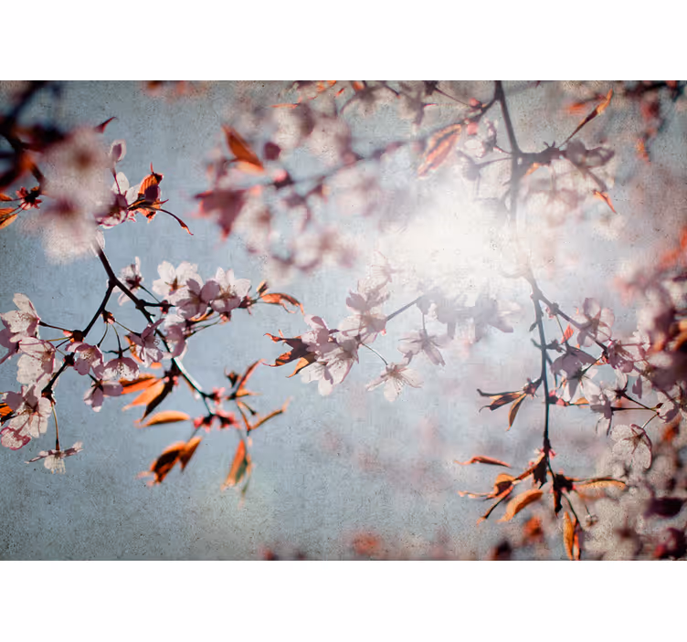 Fototapet blomster sakura grene - TenStickers