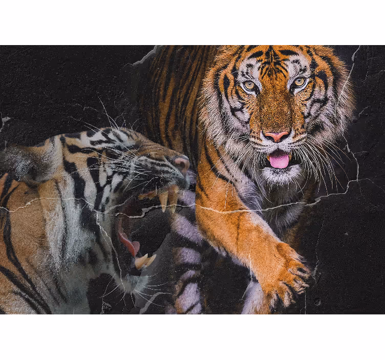 Fototapet dyr majestætisk tiger møde - TenStickers