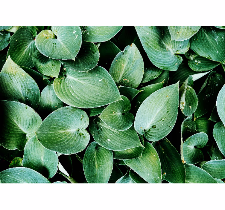 Natur fototapet frodige grønne blade - TenStickers