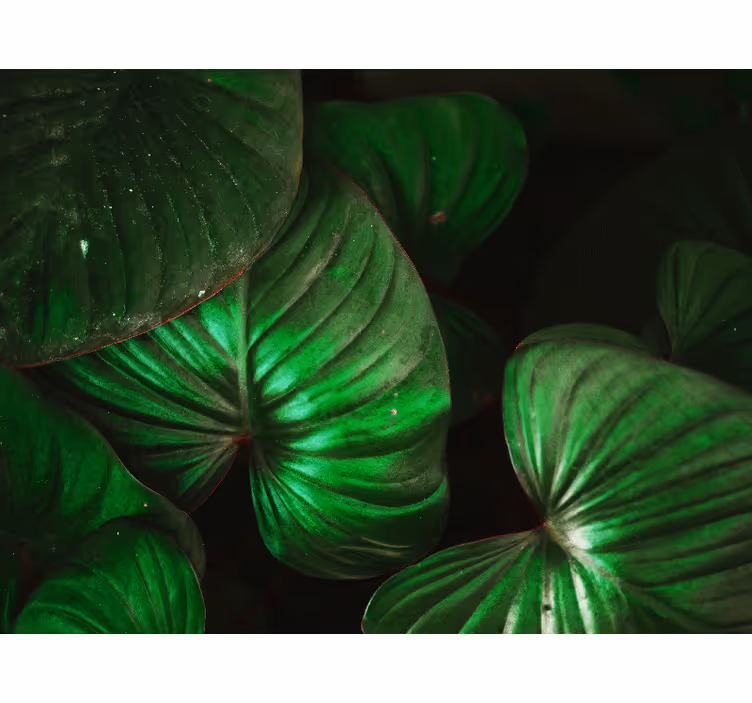 Natur fototapet sprudlende grønne blade - TenStickers