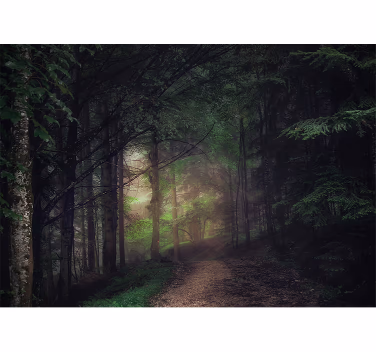 Fototapet skov rolig skovsti - TenStickers