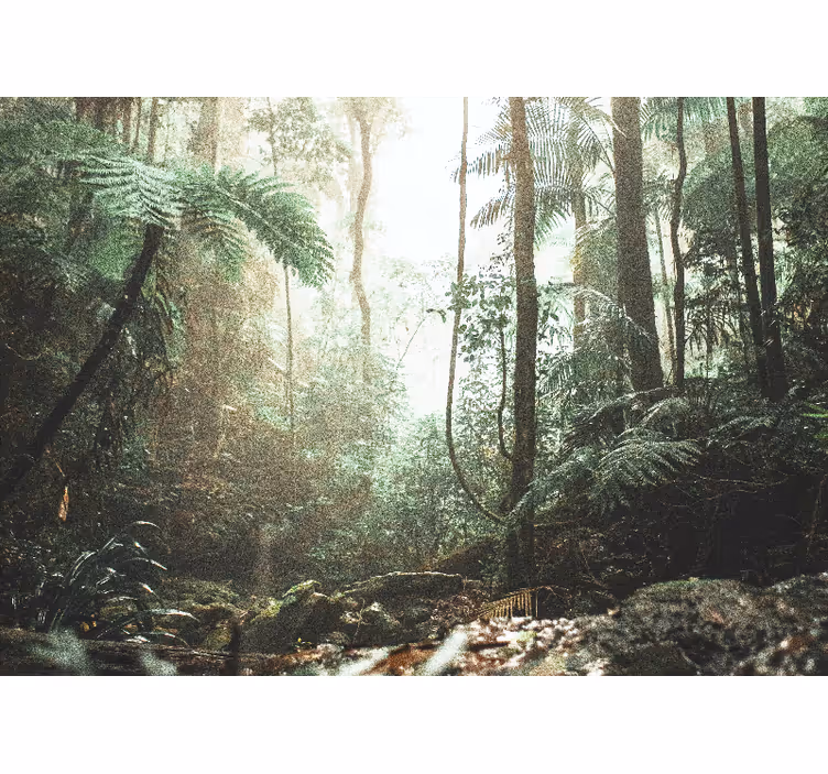 Fototapet skov frodig jungle ro - TenStickers