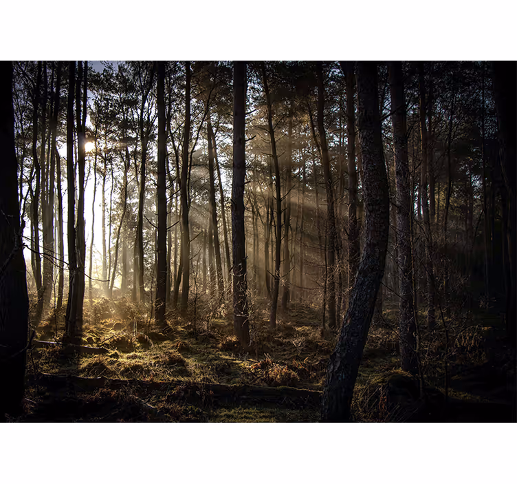 Fototapet skov solbeskinnet skovlys - TenStickers
