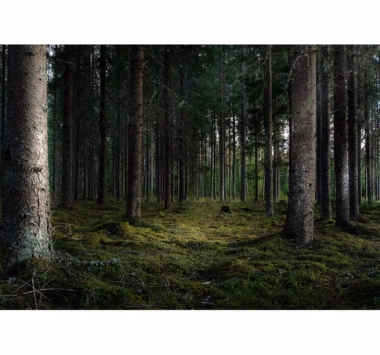 Fredfyldt landskab fototapet skov - TenStickers