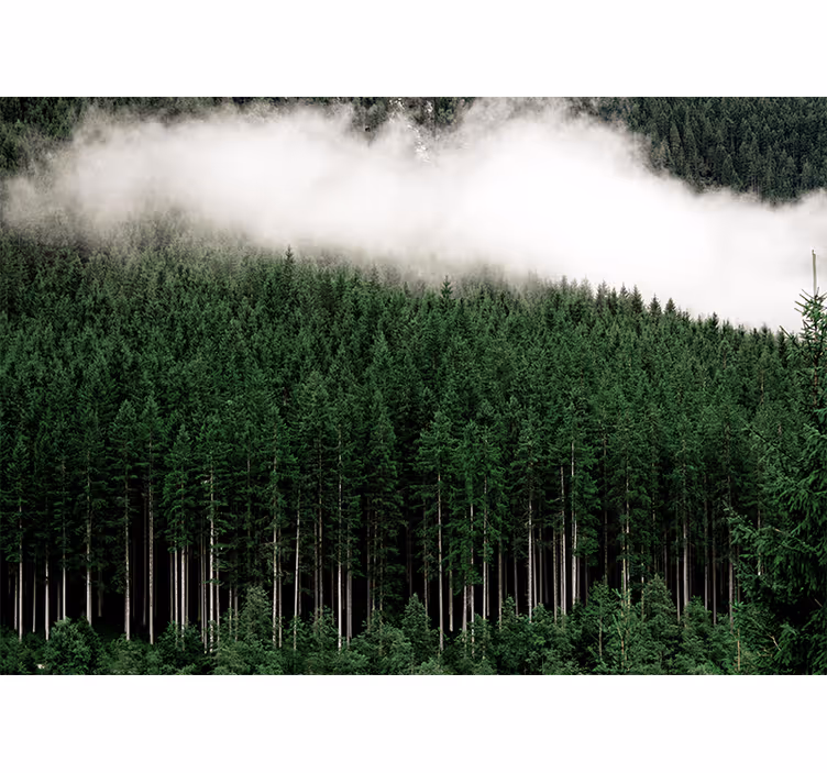 Natur fototapet storslået skovlandskab - TenStickers
