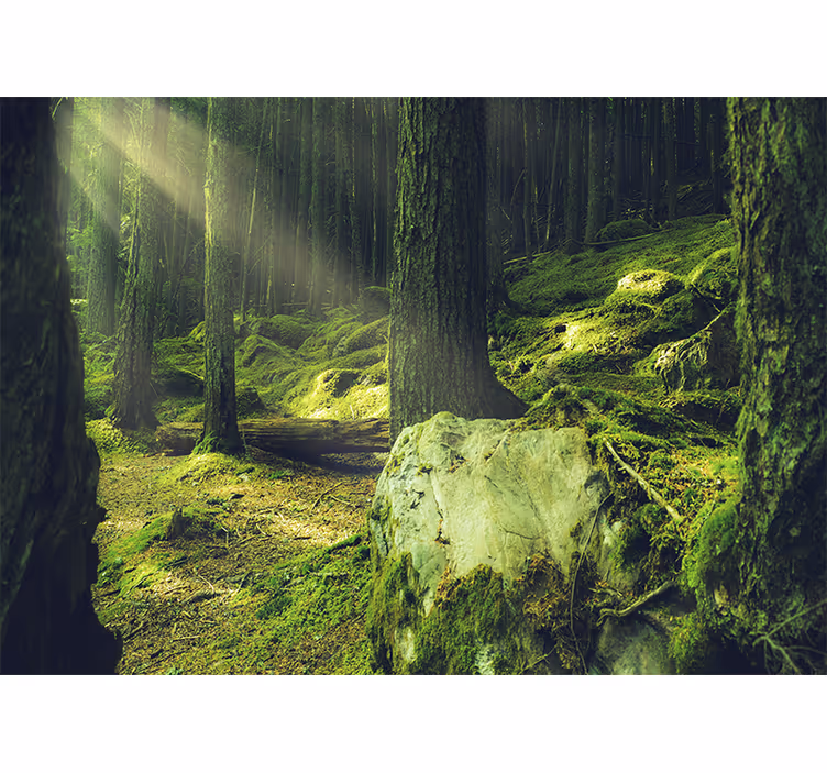 Klipper med mos i skoven natur fototapet - TenStickers