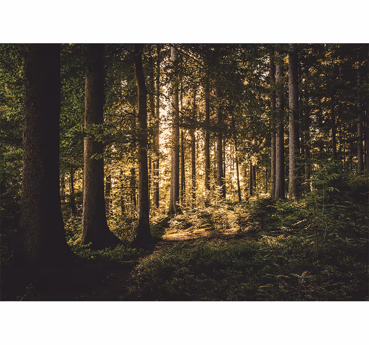 Fototapet skov lysende skovsti - TenStickers