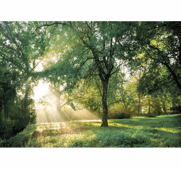 Natur fototapet rolig solbeskinnet skov - TenStickers