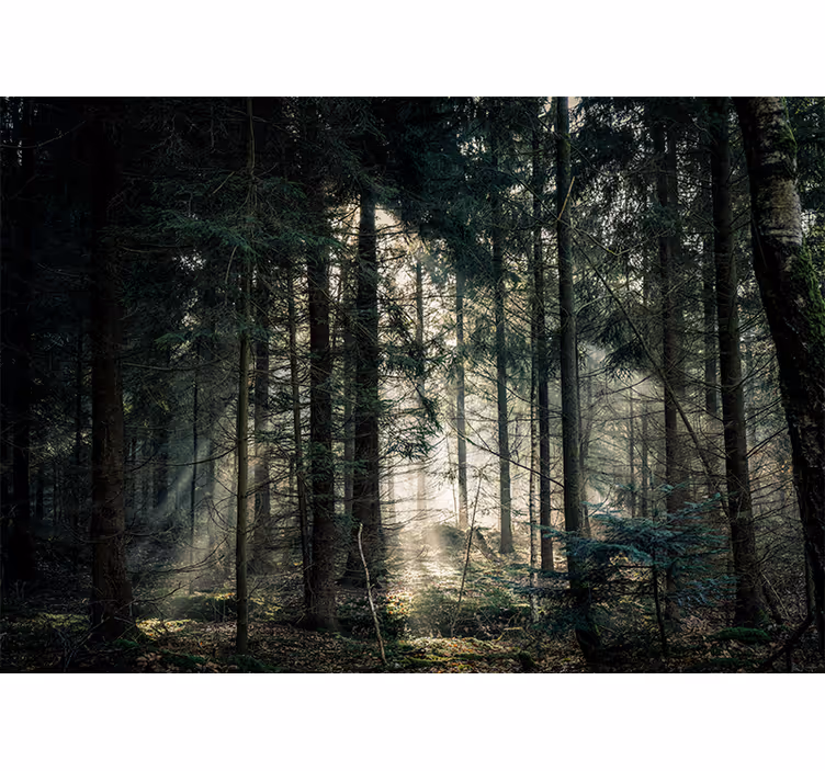 Natur fototapet rolig skovudsigt - TenStickers